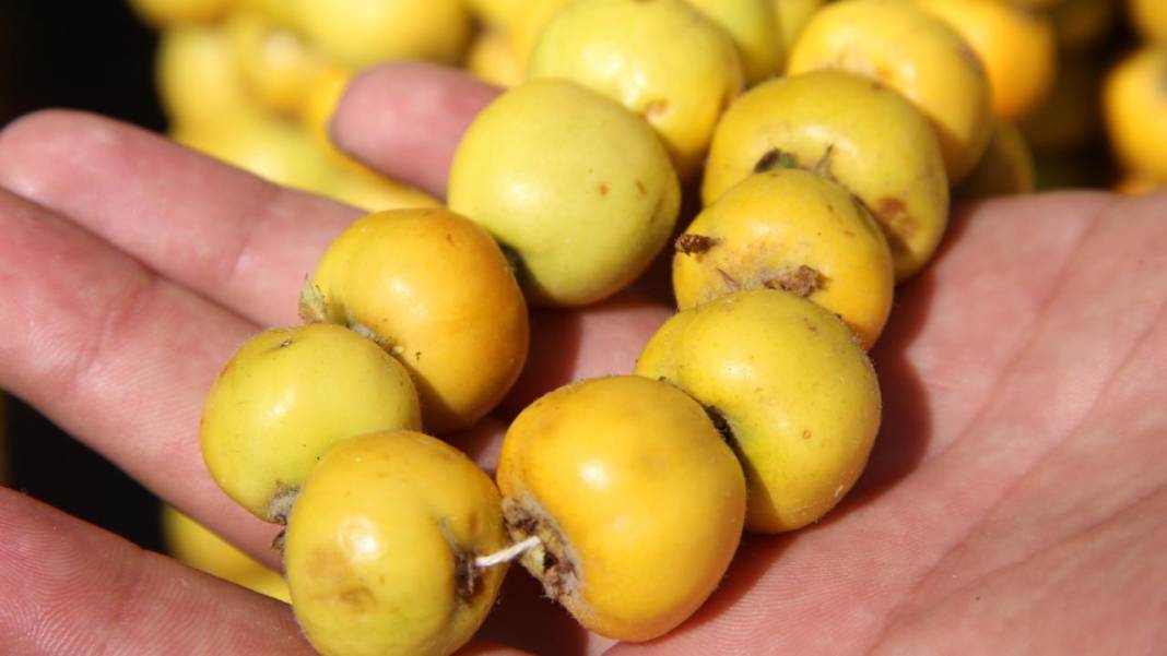 Doğada kendiliğinden yetişiyor, yiyen şifa buluyor 8